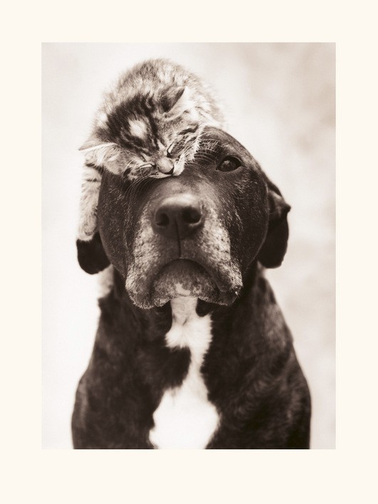 Rachael Hale (Loki's Kitten)