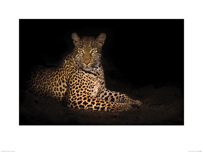 Mario Moreno (Beauty in the Night)