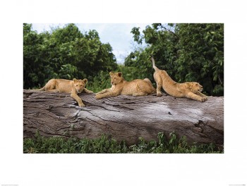 Mario Moreno (Three Cubs on a Tree)