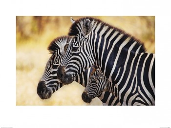 Mario Moreno (Trio of Zebras)