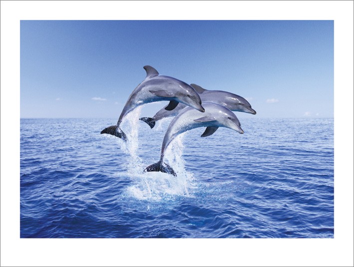 Dolphin Trio