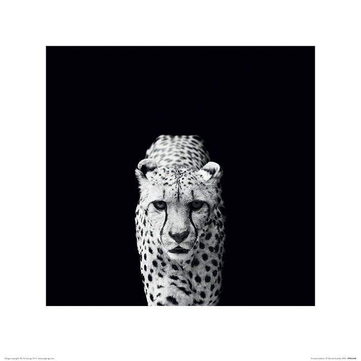Nicolas Evariste (Acinonyx Jubatus)