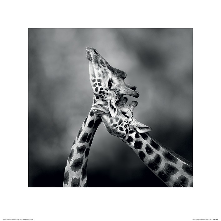 Marina Cano (Neck Loving) 40 x 40 Art Print