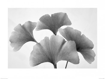 Dennis Frates (Ginko Fan)