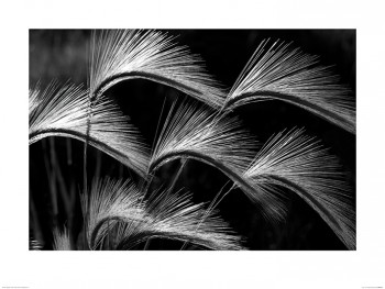 Dennis Frates (Grass Curls)