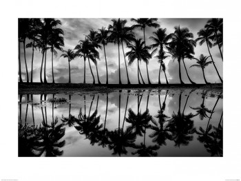 Dennis Frates (Palm Reflection)