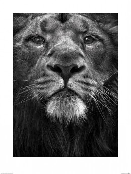 Marina Cano  (the king) 60x80